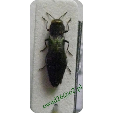 Agrilus viridis (Linnaeus, 1758) Opiętek zielony